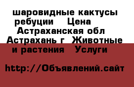 шаровидные кактусы ребуции  › Цена ­ 50 - Астраханская обл., Астрахань г. Животные и растения » Услуги   